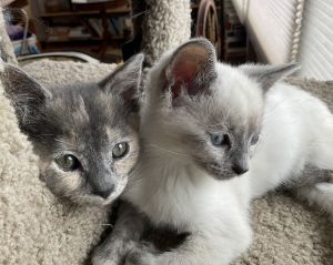Chardonnay (Bonded with Syrah) Domestic Short Hair Cat