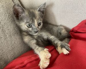 Syrah (Bonded with Chardonnay) Domestic Short Hair Cat