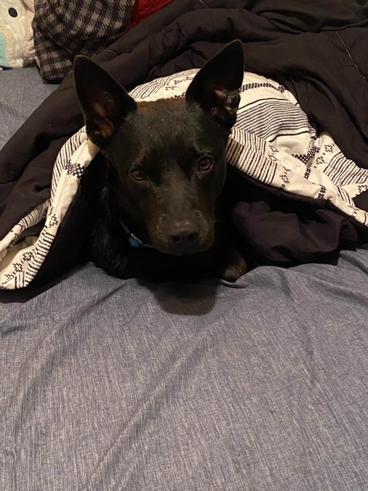 Chaney $450, an adoptable Schipperke in Milwaukee, WI, 53202 | Photo Image 1