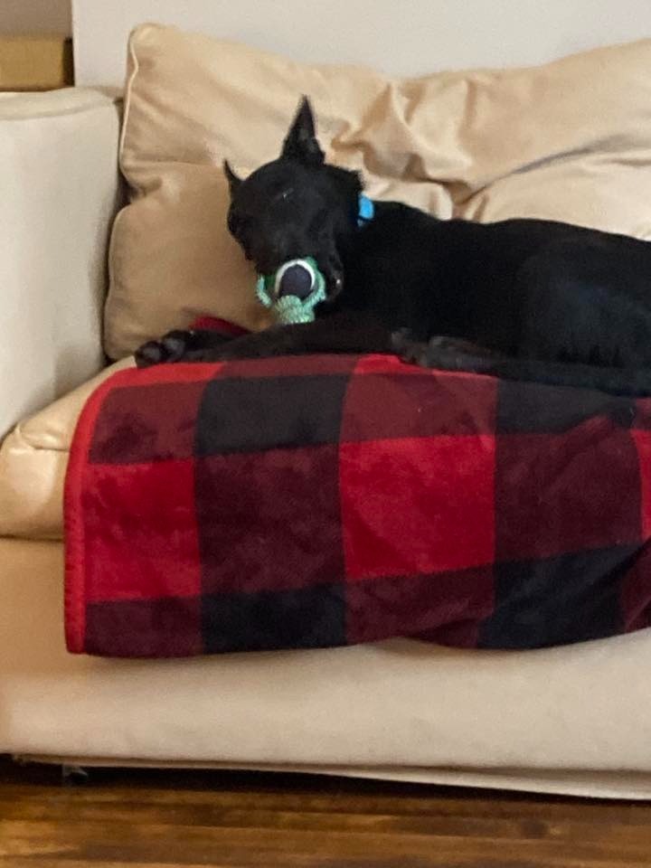 Chaney $450, an adoptable Schipperke in Milwaukee, WI, 53202 | Photo Image 2