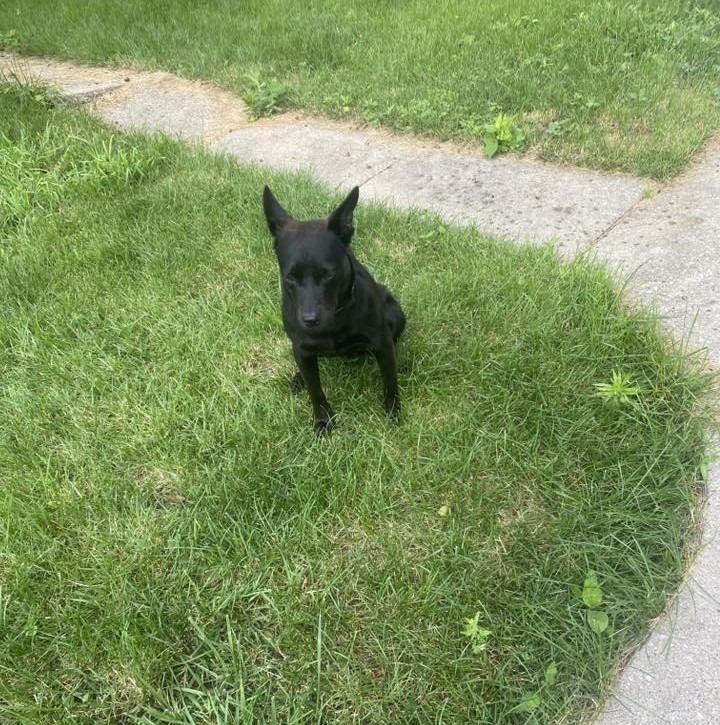 Chaney $450, an adoptable Schipperke in Milwaukee, WI, 53202 | Photo Image 3