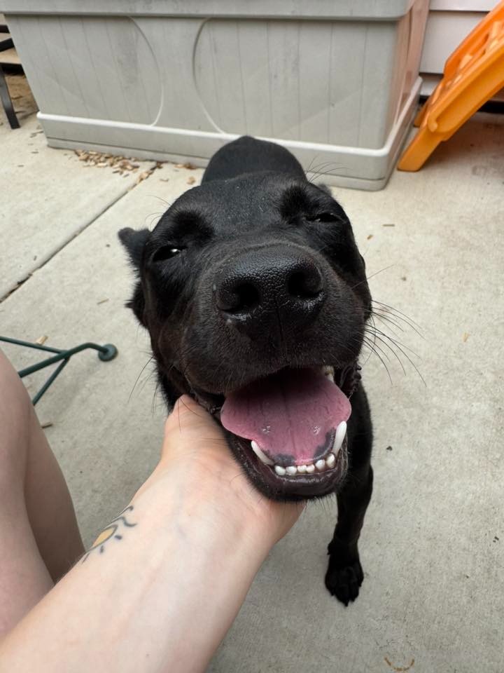 Chaney $450, an adoptable Schipperke in Milwaukee, WI, 53202 | Photo Image 4