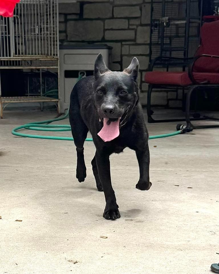 Chaney $450, an adoptable Schipperke in Milwaukee, WI, 53202 | Photo Image 5