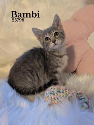 Bambi Domestic Short Hair Cat