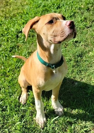 Bailey (Green Collar)