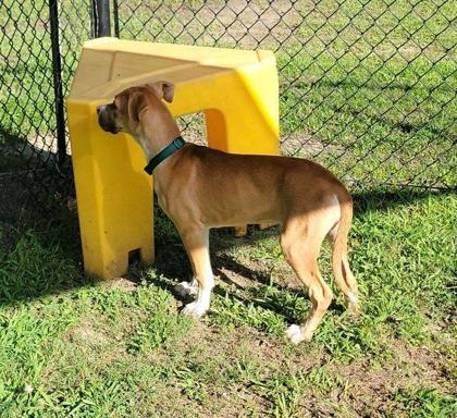 Bailey (Green Collar)