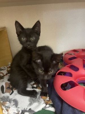 Spike Domestic Short Hair Cat