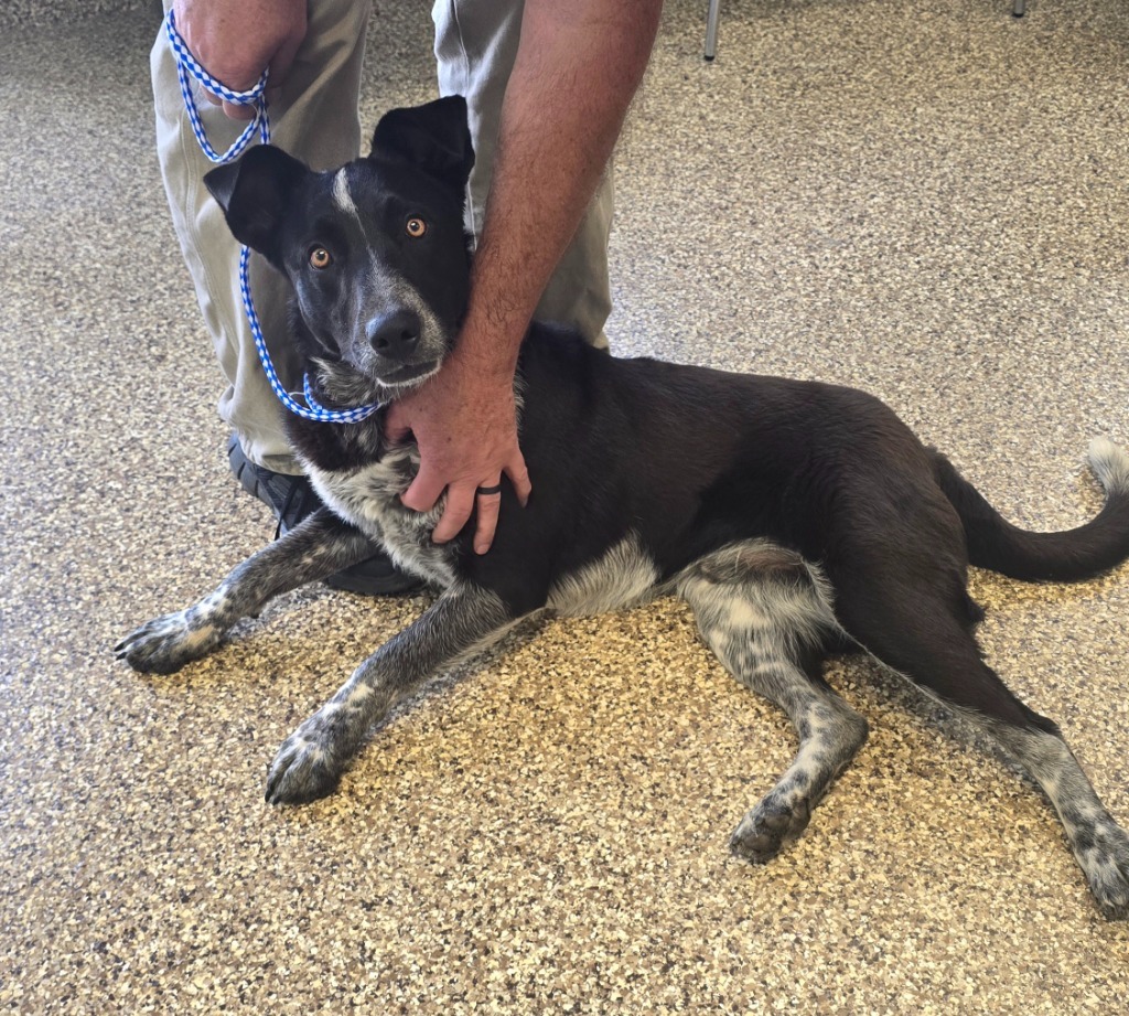 Curtis, an adoptable Cattle Dog, Border Collie in Pratt, KS, 67124 | Photo Image 1