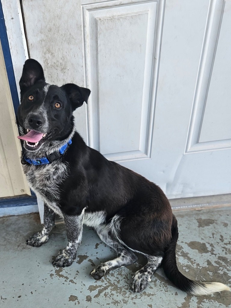 Curtis, an adoptable Cattle Dog, Border Collie in Pratt, KS, 67124 | Photo Image 2
