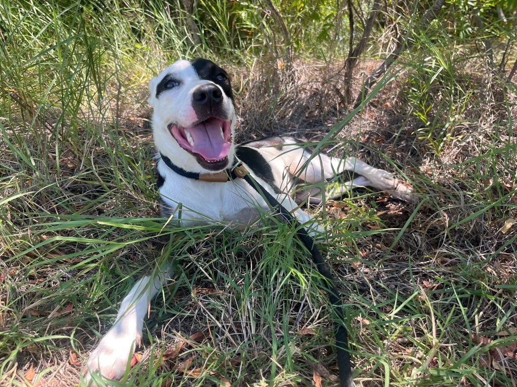 Buddy