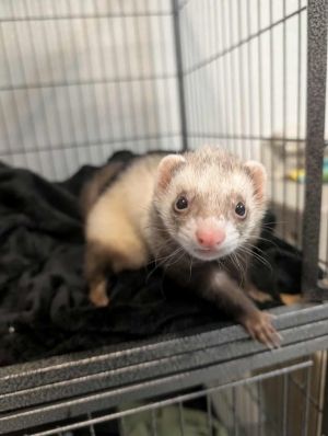 Noodle, Adult Female unknown