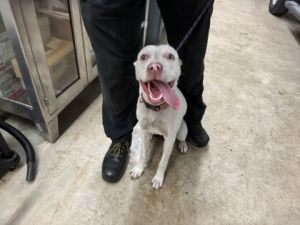 58937344, Young Female unknown