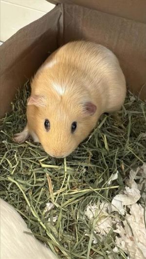 Buddy, Adult Female unknown