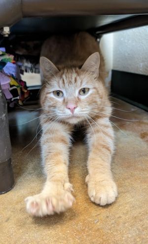 Godric, Adult Male unknown