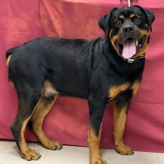 Sarge