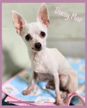 Daisy Mae (bonded with Trigger), Senior Female unknown