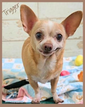 Trigger (bonded with Daisy Mae), Senior Male unknown