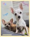 Trigger (bonded with Daisy Mae) photo 2