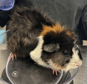 Beatrice, Adult Female unknown