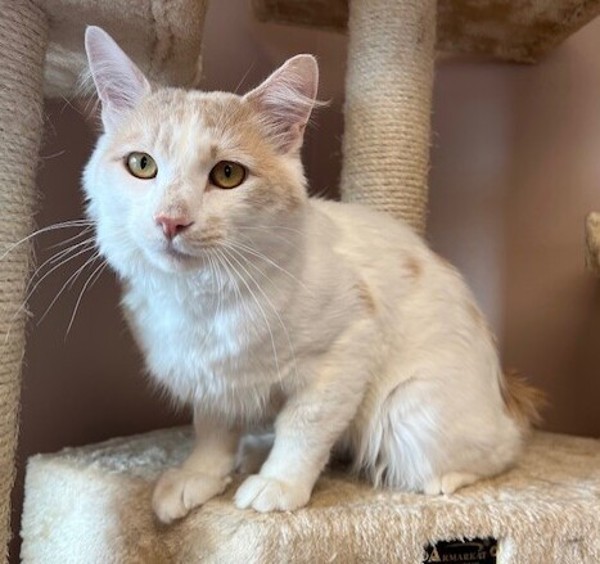 Austin, an adoptable Domestic Medium Hair in Great Falls, MT, 59405 | Photo Image 1