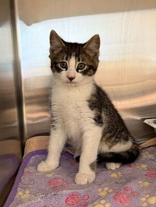 Bob, an adoptable Domestic Short Hair in Great Falls, MT, 59405 | Photo Image 1