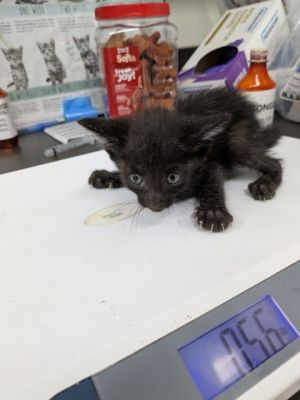 58937205, Baby Female unknown