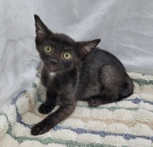 58937205, Baby Female unknown