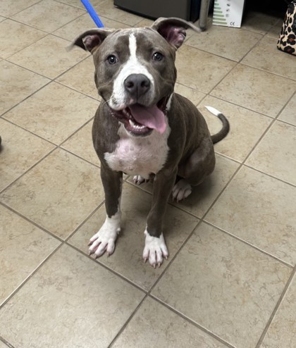 Bleu (spud)