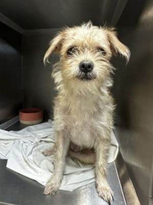 Trixie Terrier Dog