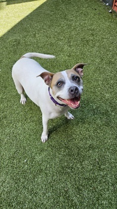 Avalon Pit Bull Terrier Dog