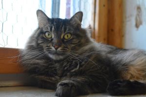 Cappuccino, Adult Male unknown