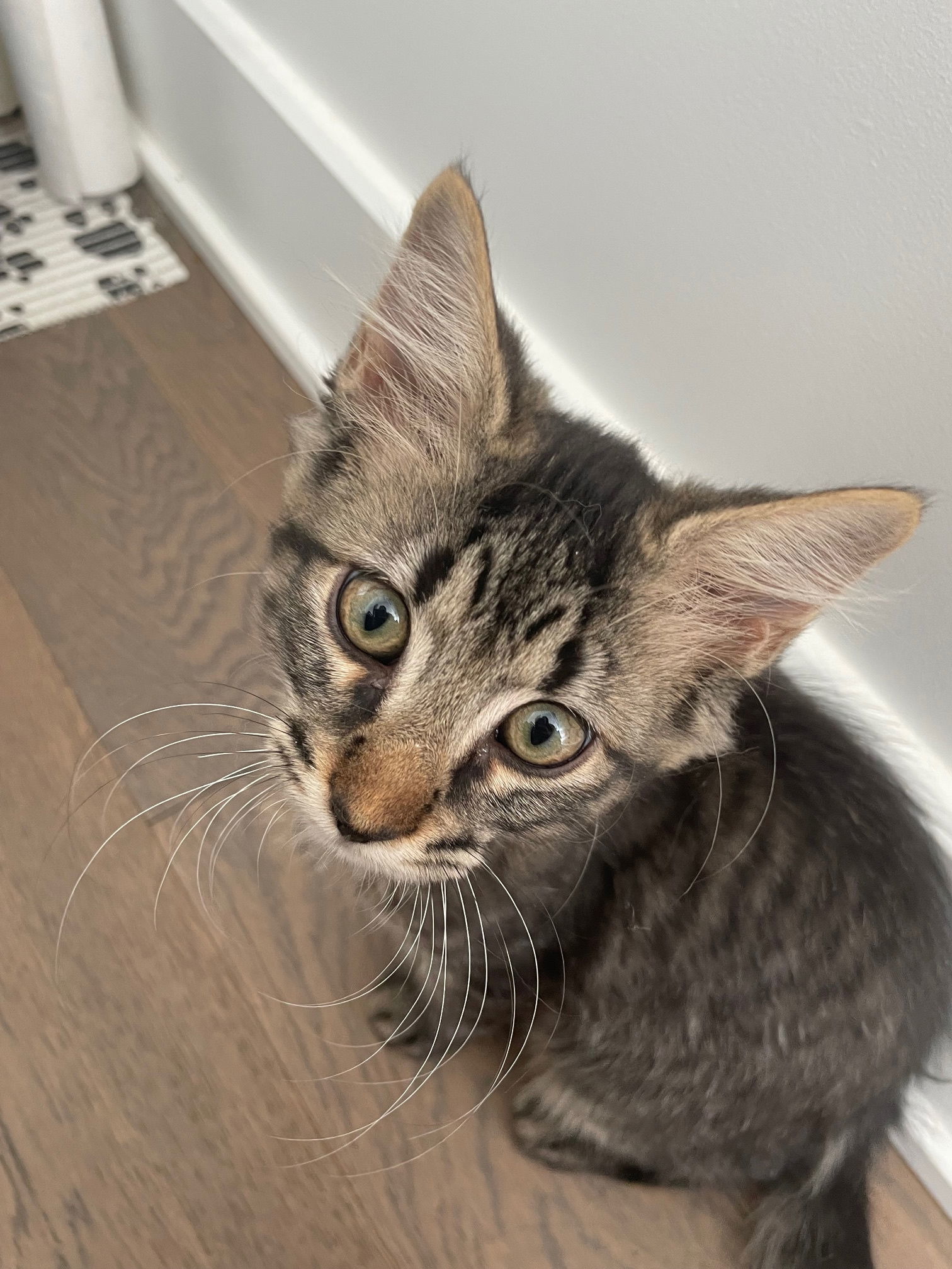 Misha