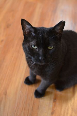 Miller, Adult Male unknown