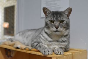 Galopin, Adult Male unknown