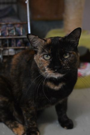 Rosie, Adult Female unknown