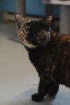 Rosie photo 2