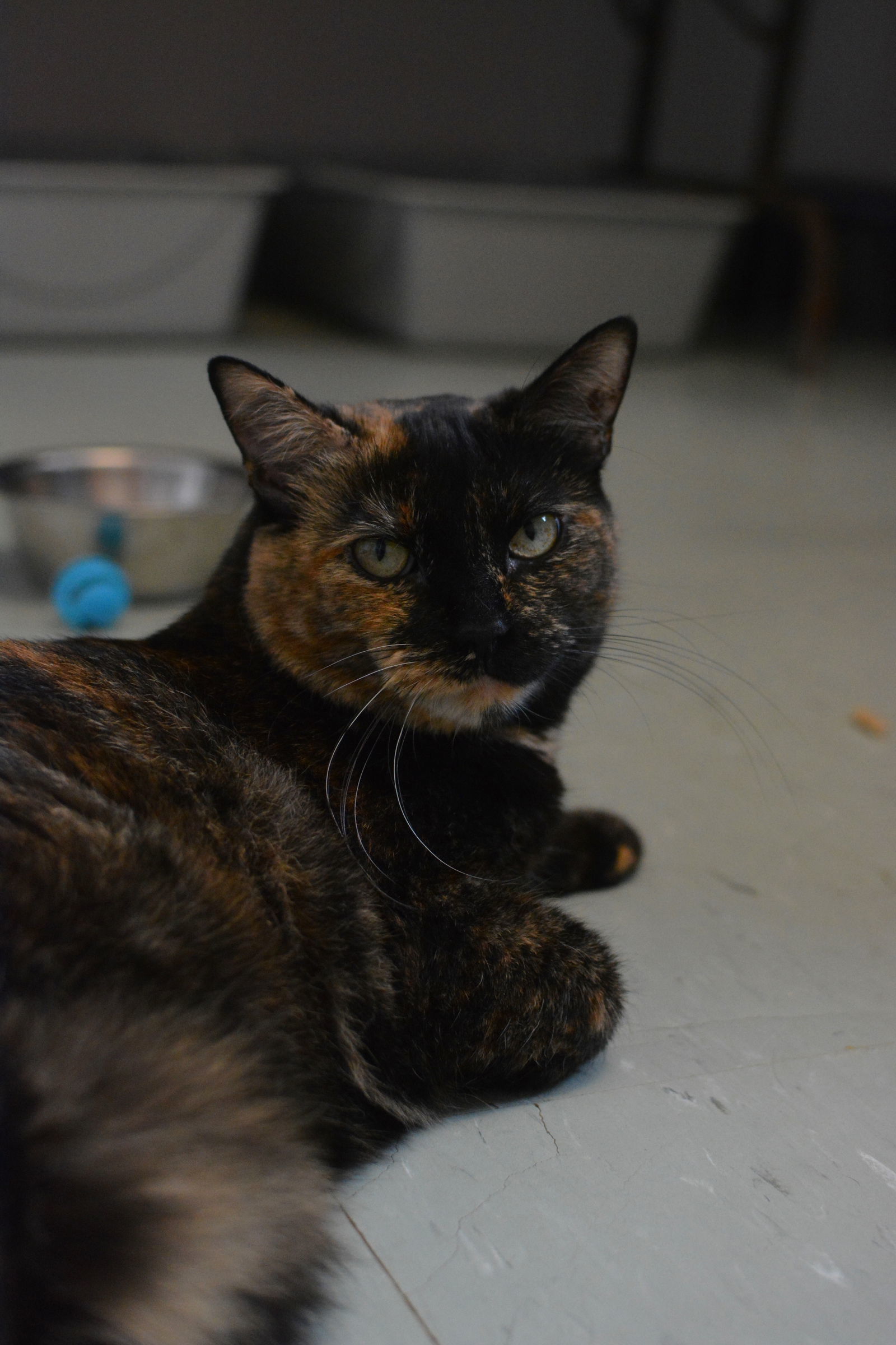 Rosie