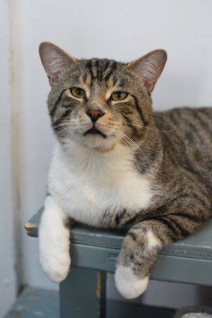 Chatran, Adult Male unknown