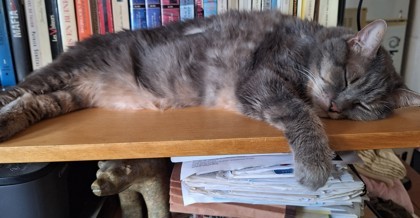 Dumpling