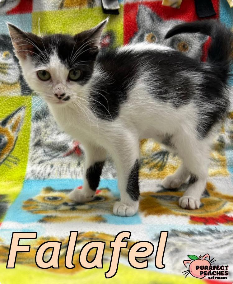 Falafel