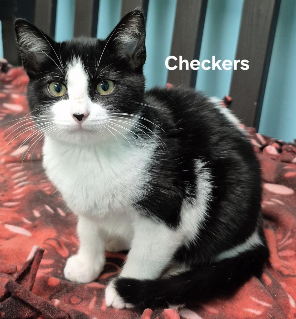 Checkers