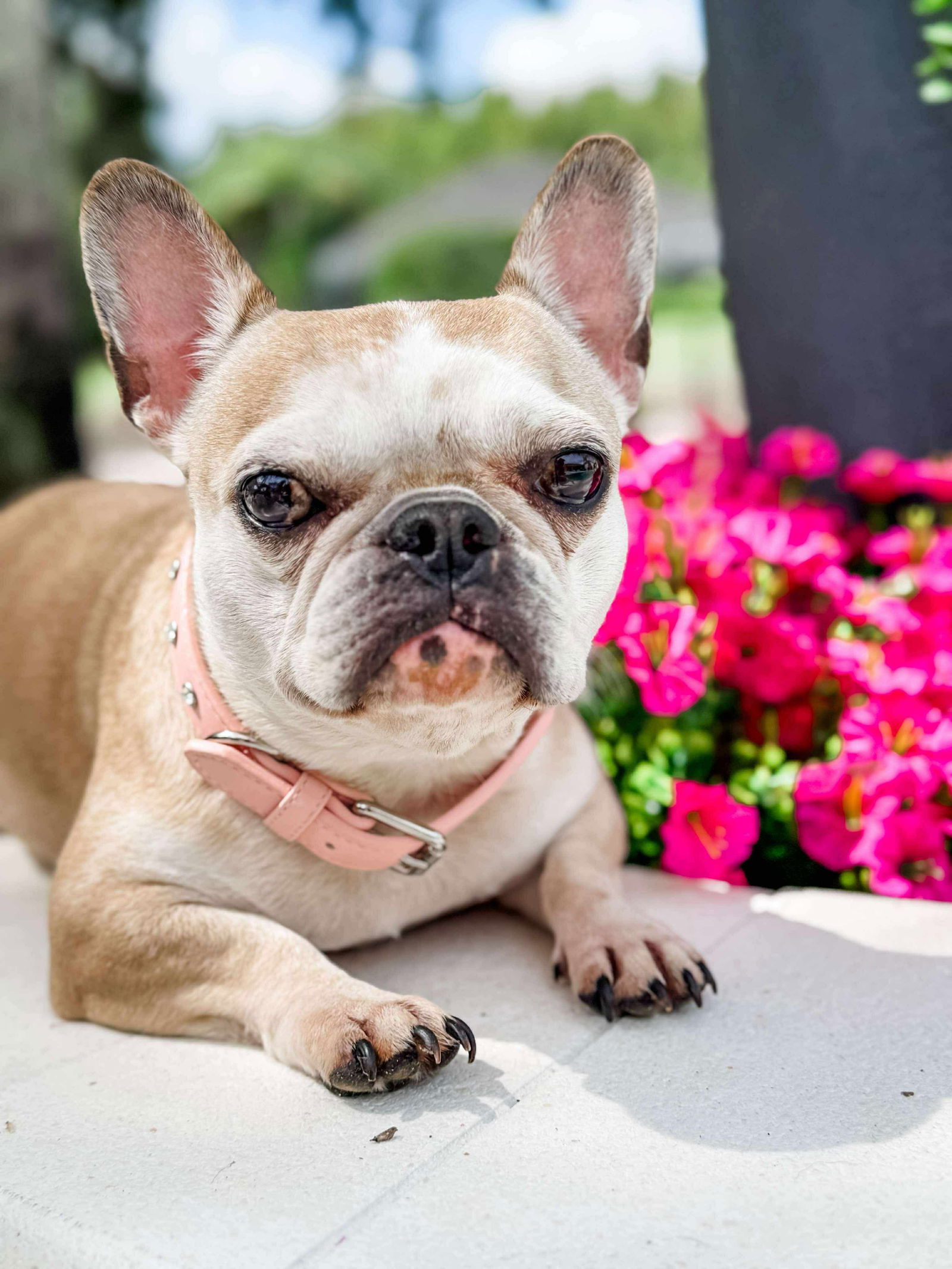 Penelope a la France