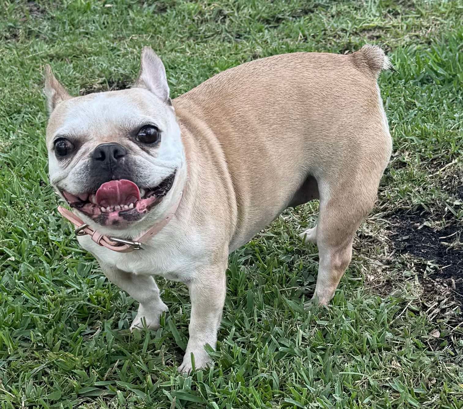 Penelope a la France