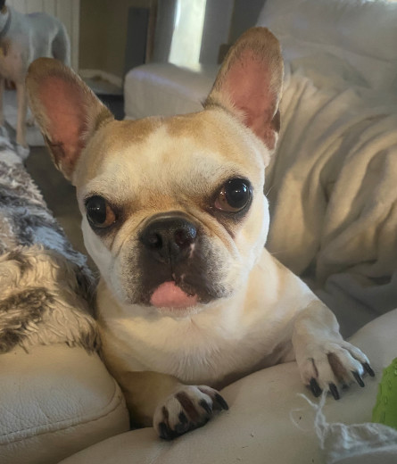 Penelope a la France