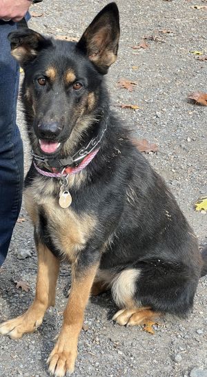 Rainey, Adult Female unknown
