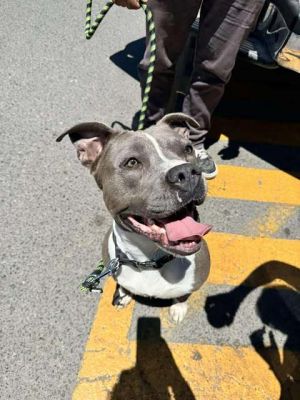 Valentina, Adult Female unknown