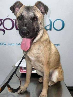 Evee, Adult Female unknown