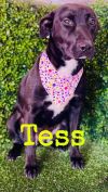 Tess photo 3