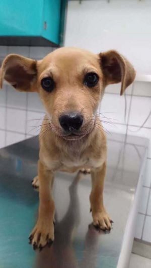 Jax, Young Male unknown