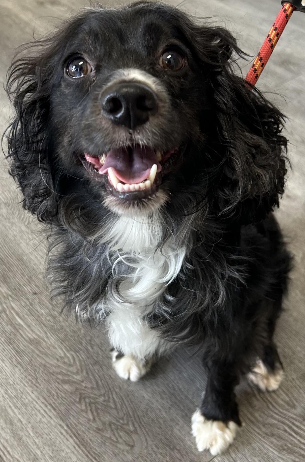 Ralph, an adoptable Cockapoo in Westminster, MD, 21158 | Photo Image 1